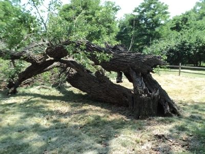 Fallen White Mulberry Tree image. Click for full size.