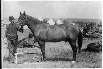 The great silent witness - 7th Cavalry Survivor, Co. I , the horse named, Comanche. image. Click for full size.
