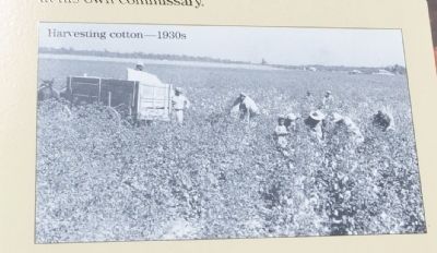 Harvesting cotton 1930s image. Click for full size.