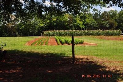 Vegetable's that were grown on the farm. Click for full size. Vegetable's that were grown on the farm image. Click for full size.