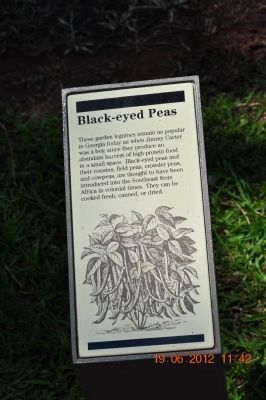 Black-eyed Peas image. Click for full size.
