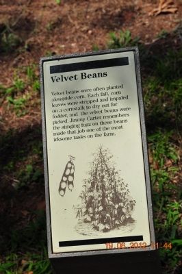 Velvet Beans image. Click for full size.