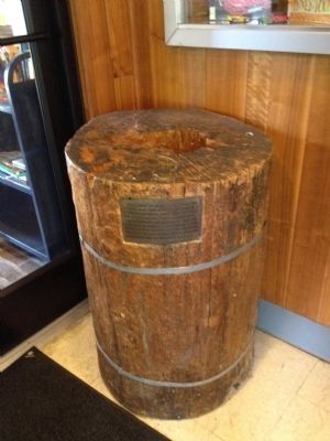 Trunk of Washington's Survey tree in Glencarlyn Library image. Click for full size.