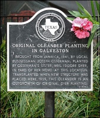Original Oleander Planting in Galveston Marker. Click for full size. Original Oleander Planting in Galveston Marker image. Click for full size.