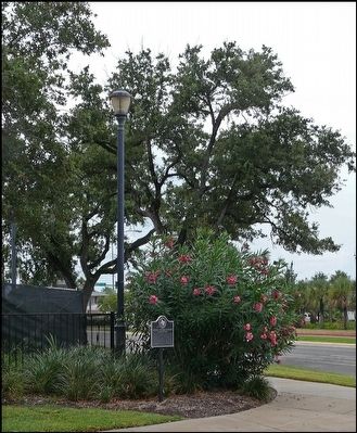 Original Oleander Planting in Galveston Marker. Click for full size. Original Oleander Planting in Galveston Marker image. Click for full size.