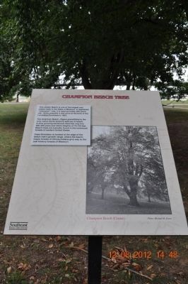 Champion Beech Tree Marker. Click for full size. Champion Beech Tree Marker image. Click for full size.