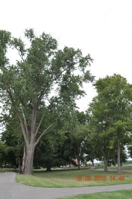 Champion Beech Tree (middle tree). Click for full size. Champion Beech Tree (middle tree) image. Click for full size.