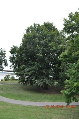 Champion Beech Tree (middle tree). Click for full size. Champion Beech Tree (middle tree) image. Click for full size.