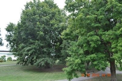 Champion Beech Tree. Click for full size. Champion Beech Tree image. Click for full size.