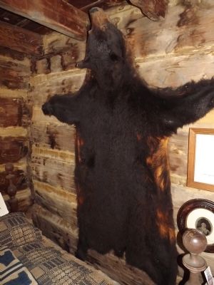 Bear Skin. Click for full size. Bear Skin image. Click for full size.