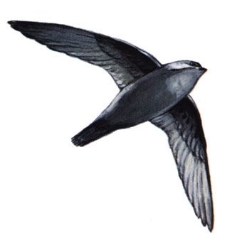 A Chimney Swift. Click for full size. A Chimney Swift image. Click for full size.