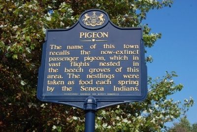 Pigeon Marker image. Click for full size.