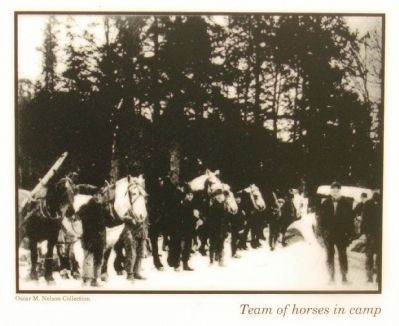 Right hand photo: Team of horses in camp image. Click for full size.