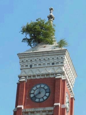 Mulberry Tree in the Clock Tower image. Click for full size.
