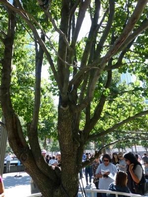 The "Survivor Tree" - north of Liberty Street on the World Trade Center Memorial site image. Click for full size.