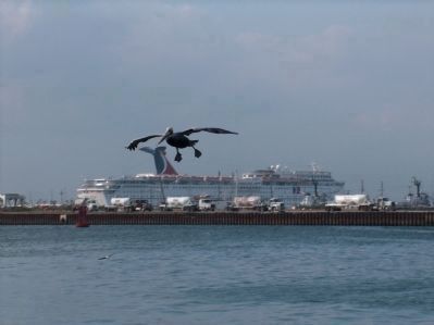 Brown Pelican, landing gear down, Carnival Fantasy in the background image. Click for full size.