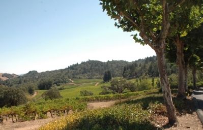 Mt. La Salle Vineyards. Click for full size. Mt. La Salle Vineyards image. Click for full size.