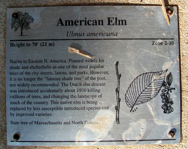 American Elm Marker