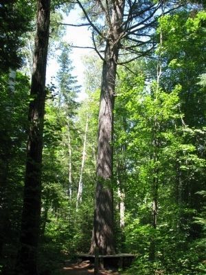 Giant White Pine, Big Pines Trail image. Click for full size.