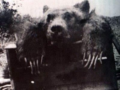 Ursus magister californicus Merriam. Click for full size. Ursus magister californicus Merriam image. Click for full size.