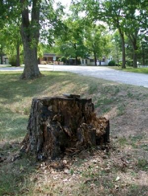 Wilder's Pecan Tree Stump and Marker. Click for full size. Wilder's Pecan Tree Stump and Marker image. Click for full size.
