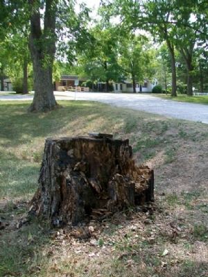 Wilder's Pecan Tree Stump and Marker image. Click for full size.