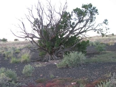 Onseed Juniper~Juniperus monosperma image. Click for full size.