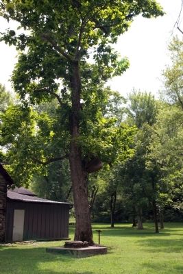 Tree with "Knob". Click for full size. Tree with "Knob" image. Click for full size.
