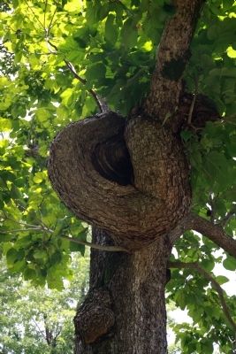 "Knob" of Tree. Click for full size. "Knob" of Tree image. Click for full size.