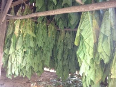 Tobacco drying image. Click for full size.