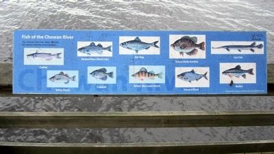 Fish of the Chowan River image. Click for full size.