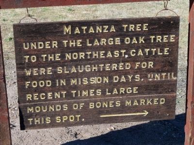 Matanza Tree (Killing or Slaughtering Tree) image. Click for full size.