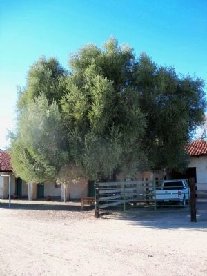 Original Olive Tree image. Click for full size.