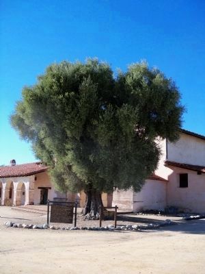 Olive Tree Planted by Padres About 1836 image. Click for full size.