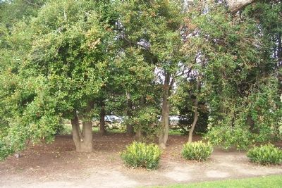 The present White House Kitchen Garden, behind the trees, west of the marker. Click for full size. The present White House Kitchen Garden, behind the trees, west of the marker image. Click for full size.