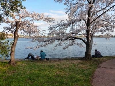 Cherry trees in bloom, Spring 2012 image. Click for full size.