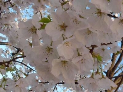 White blossoms on one of the "gift " cherry trees from Japan image. Click for full size.