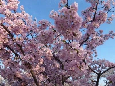 Pink blossoms on another of the gift cherry trees from Japan image. Click for full size.