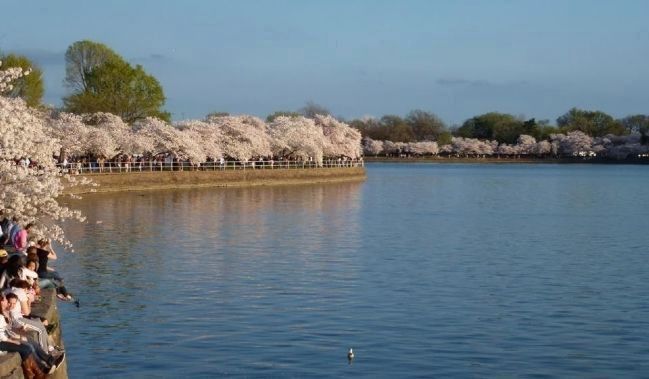 Japanese cherry trees in bloom on the Tidal Basin image. Click for full size.
