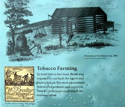 Tobacco Farming image. Click for full size.