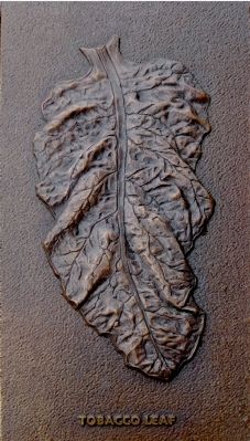 Tobacco Leaf image. Click for full size.
