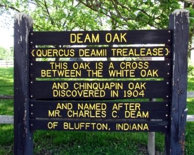 Deam Oak Marker image. Click for full size.