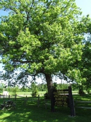 Marker Next to the Deam Oak. Click for full size. Marker Next to the Deam Oak image. Click for full size.