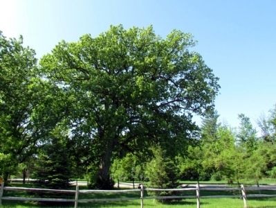 Deam Oak in Springtime image. Click for full size.