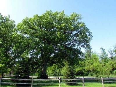 Deam Oak in Springtime. Click for full size. Deam Oak in Springtime image. Click for full size.