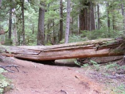 Old Growth Forest. Click for full size. Old Growth Forest image. Click for full size.