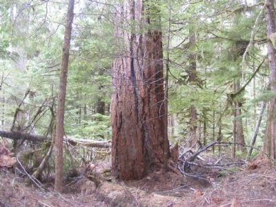 Old Growth Forest. Click for full size. Old Growth Forest image. Click for full size.