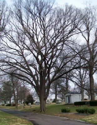 MO State Champion American Elm and Markers image. Click for full size.