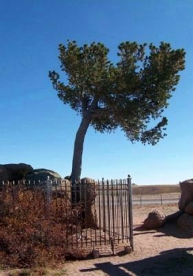 - Tree Rock up close -. Click for full size. - Tree Rock up close - image. Click for full size.