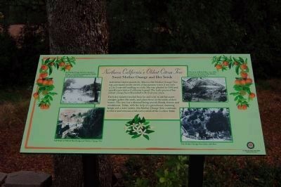 Northern California's Oldest Citrus Tree Marker image. Click for full size.